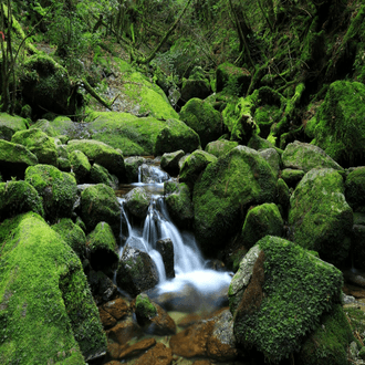 Volo last minute per Yakushima