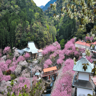 Volo last minute per Oita