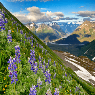 Vol de dernière minute vers Kenai